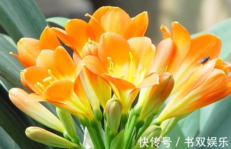 君子兰不长叶、不开花9月开始，浇水摻点“小颗粒”，入冬开花