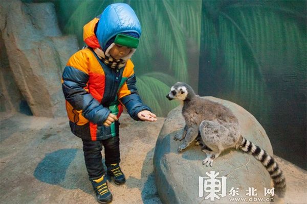 冰雪旅游|观鹤、冬捕、泡汤…… 解锁“鹤舞雪原”冰雪旅游线路的N种玩法