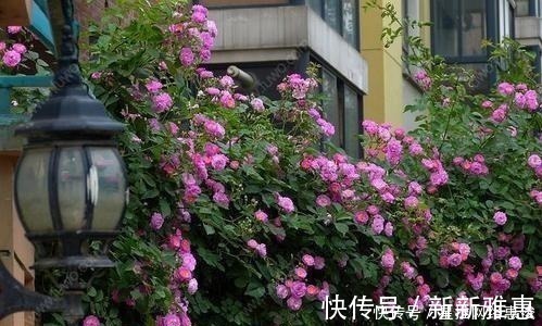 忘了月季吧!此花更好养,扦插成活快,花量大香味浓,开出花海