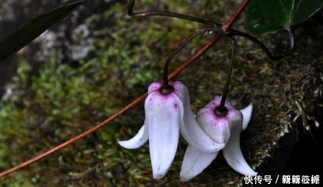 藤本皇后|若在山里遇见它,请别犹豫,马上移栽家中,值得你这么做!