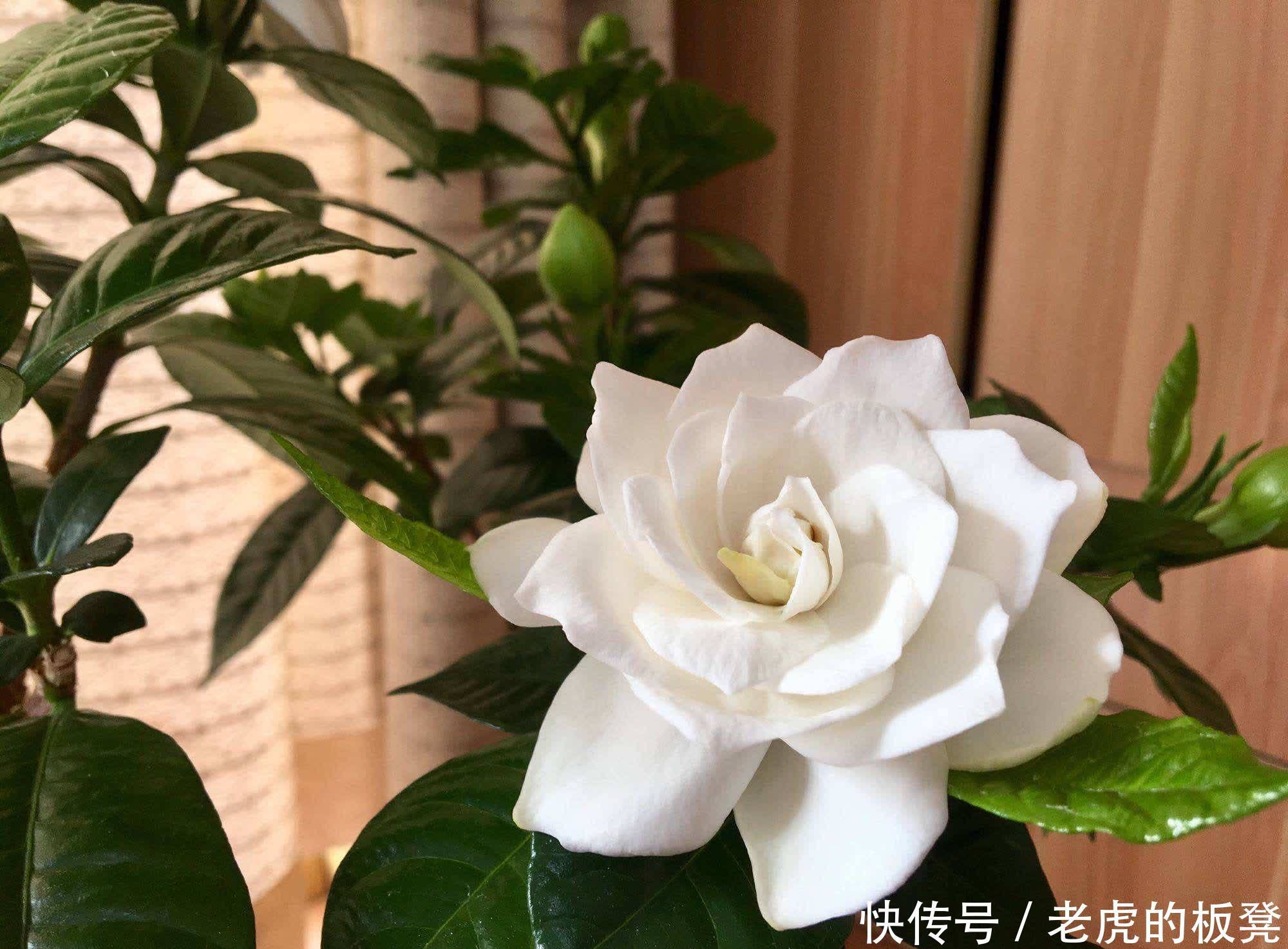 盆栽|栀子花花期要到了,做好3点,花苞多,花朵大又香