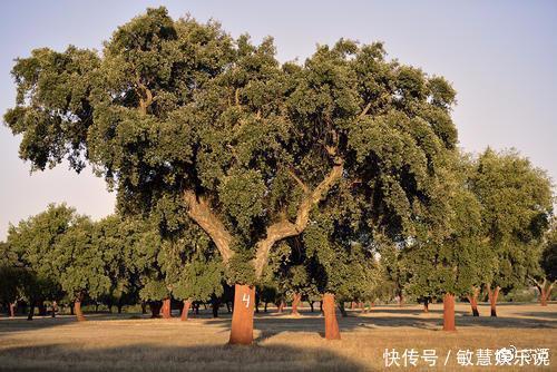 见过不要脸的人,那你见过不要“脸”的树吗?