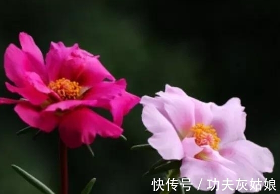 8种多肉皮实又好养,开花超级美丽,总有一种是你喜欢的