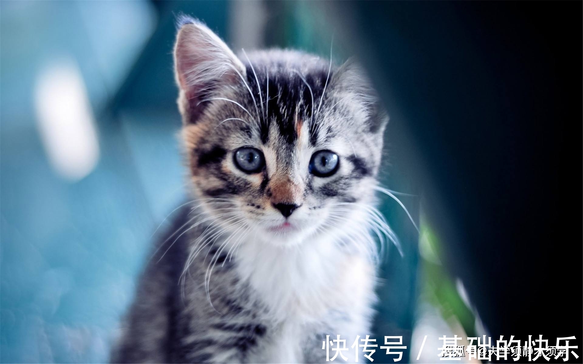 |搞笑段子：女神给我发了条短信，我回复道：白日做梦！