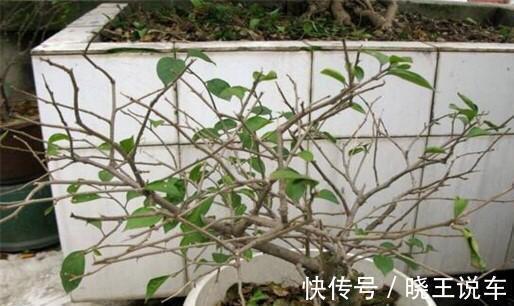 大约到冬季,三角梅做“3件事”,冰天雪地里,一样爆大花