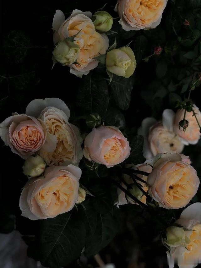 圆滚滚的绣球，瀑布般的花墙，这届花友也太会种花了吧