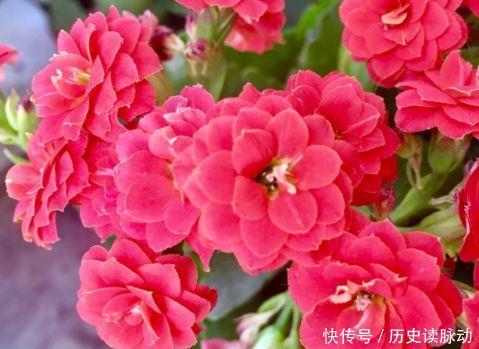 超高|颜值超高的几款花,净化空气1级棒,空气清新,高雅优美