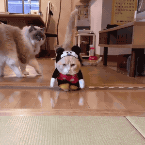 |搞笑gif:这是谁设计的,设计师快给我出来