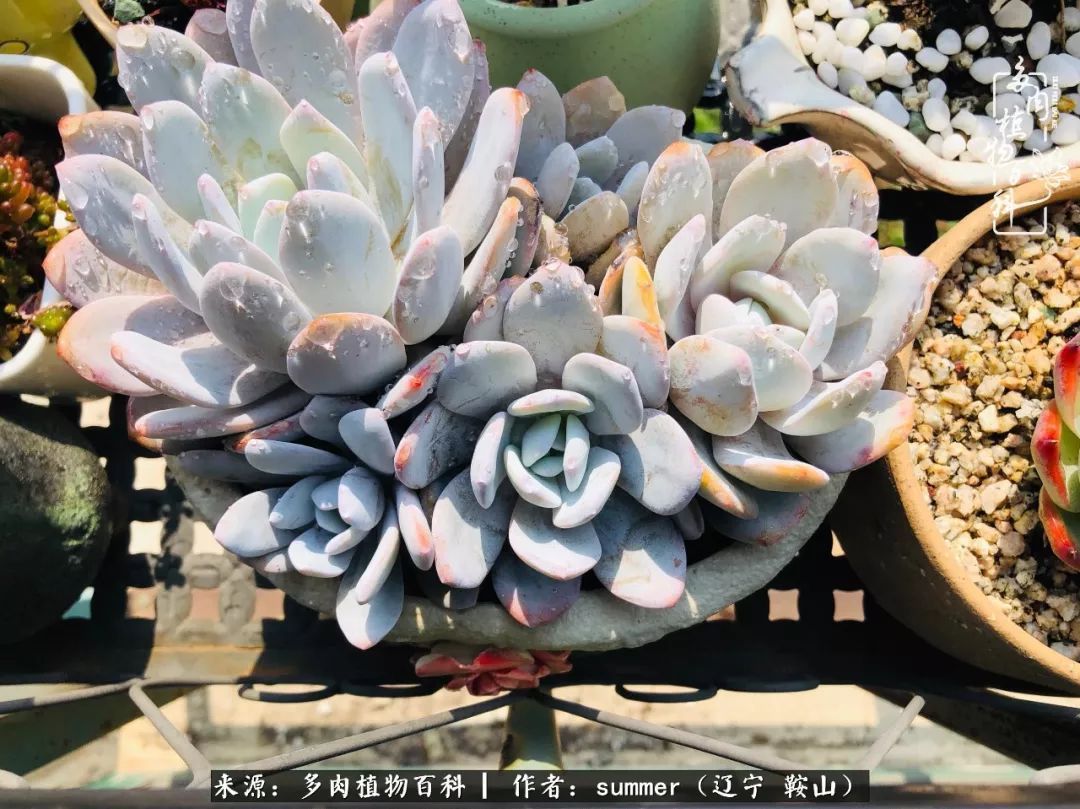 活着即是王道！我和我大东北的多肉们！