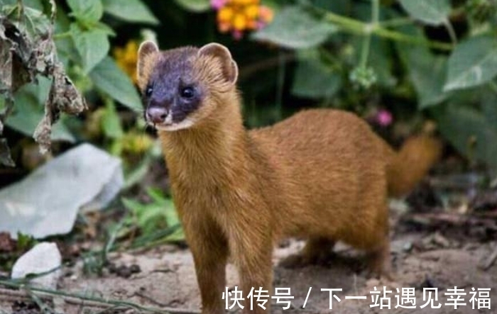 白仙@民间五大仙“灰黄狐白柳”,指的都是啥?为何被称为“五大仙”?