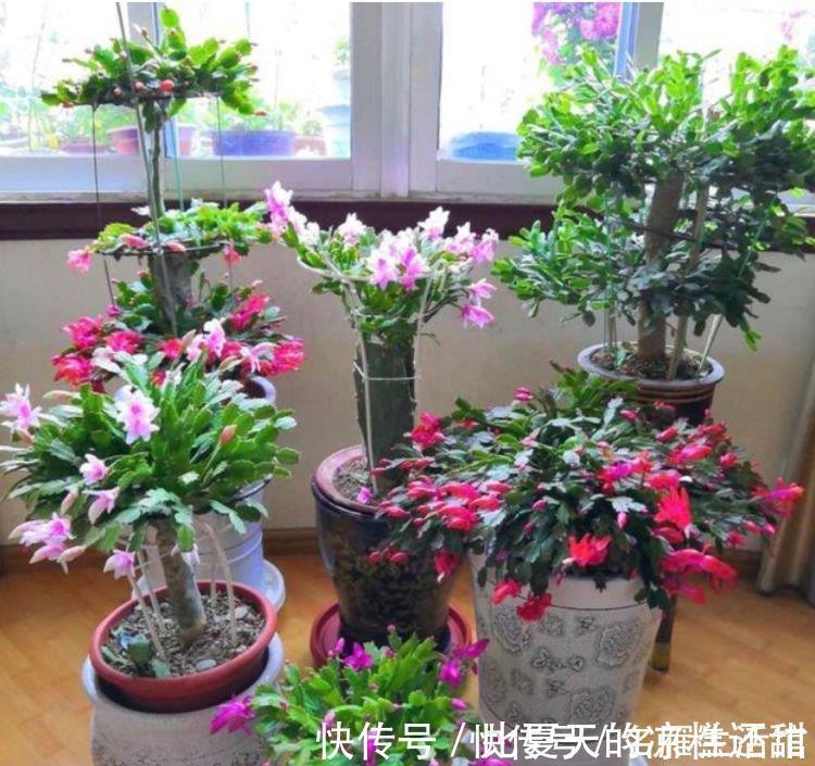 植株|秋天养花，首选4种花，花期长、颜值高，晒晒太阳开花一茬又一茬