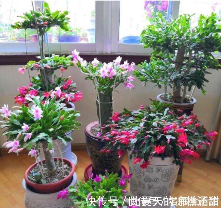 植株|秋天养花,首选4种花,花期长、颜值高,晒晒太阳开花一茬又一茬