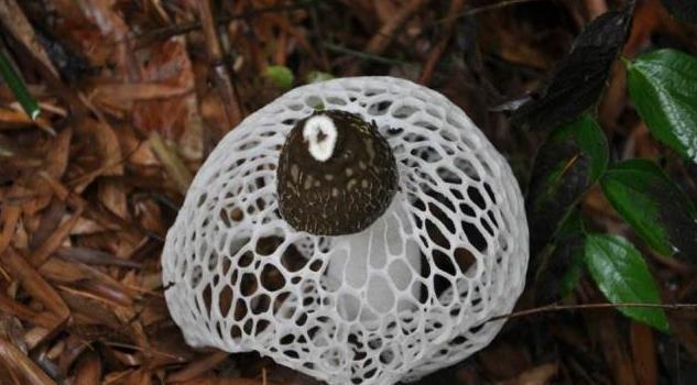 中国3大“顶尖”野生植物,个个卖出天价,网友;吃不起