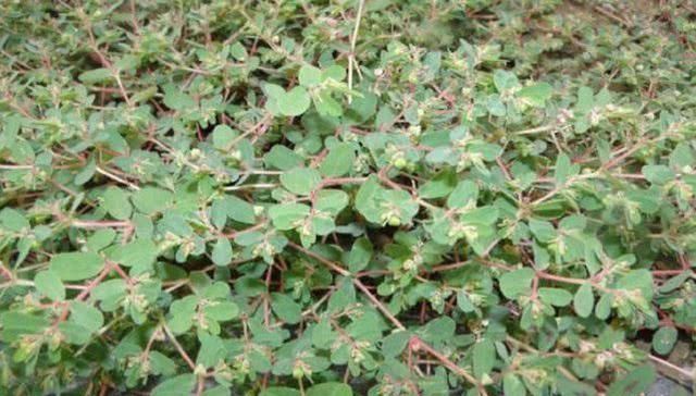 野草|农村有1“血见愁”,最爱住墙角,遇上可别小瞧,是珍贵中草药