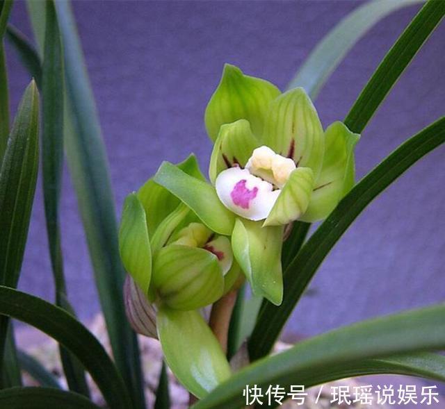 春兰惠兰建兰傻傻分不清楚看一点就明白，注意遮阴浇水，花特多