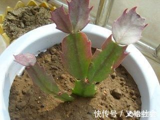 蟹爪兰多长时间浇一次水，多少才合适？