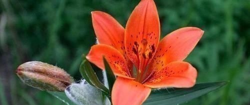 长期失眠|安眠药“替代品”发现了,不是酸枣仁,若你爱吃,失眠或慢慢好转