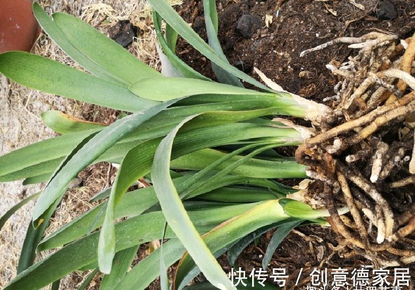 10月养君子兰,“6要素”要合理,适当冻一冻,整齐挺拔开花美