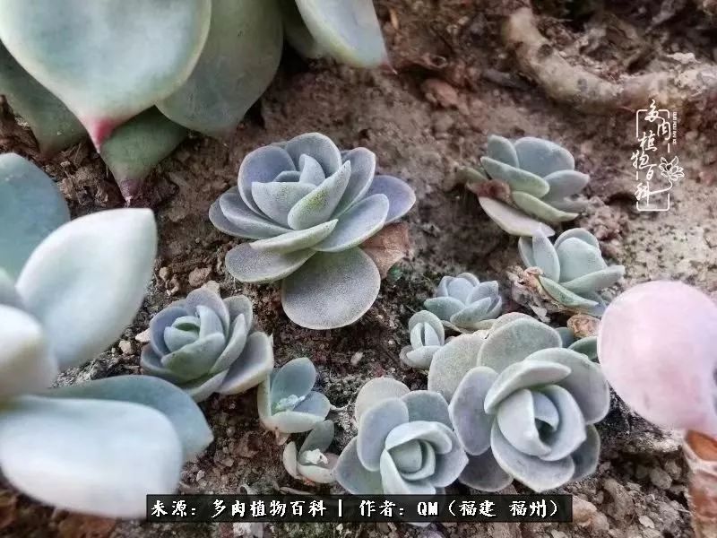 寒山转苍翠,秋水日潺湲——多肉未央,睹物思人!