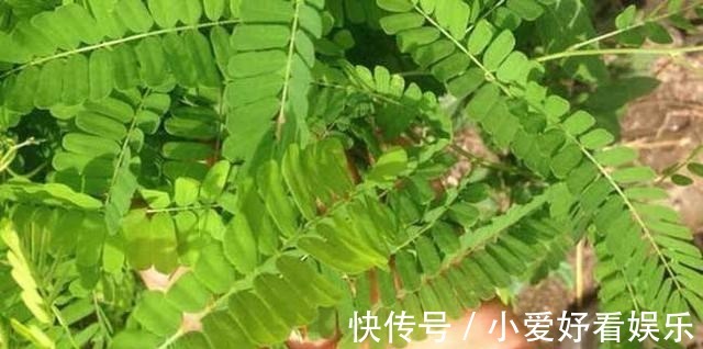 南宁市药物志|农村常见的鸡骨草，却是生产肝炎颗粒的中药材，怪不得它值钱了