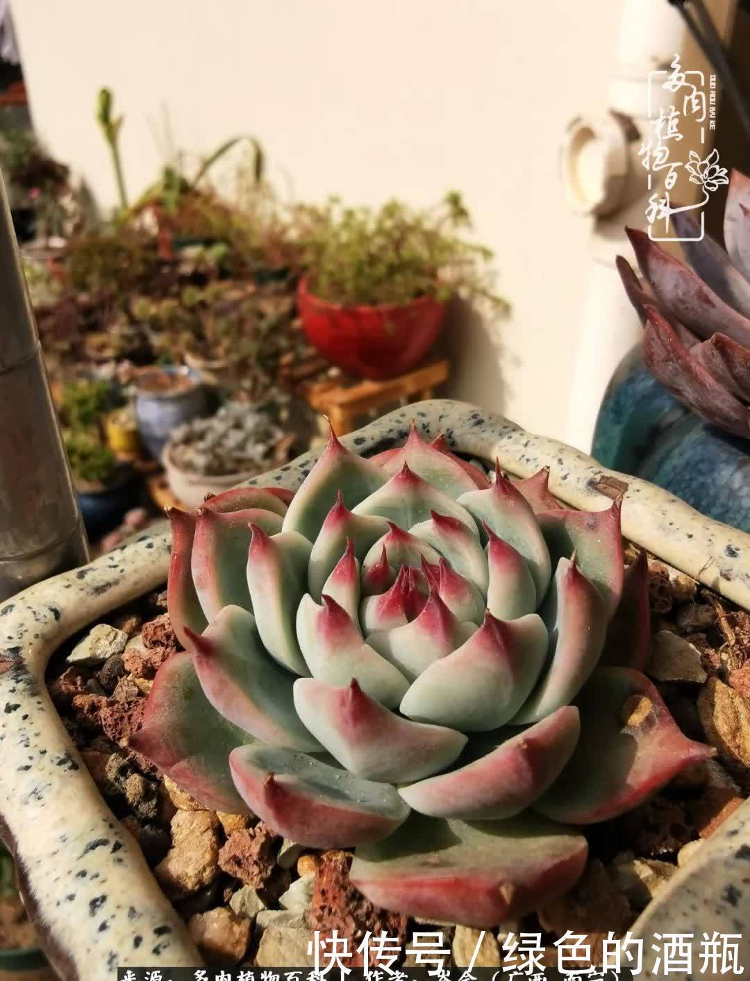 无关利益,不计得失,多肉给了我不一样的感受温暖的方式