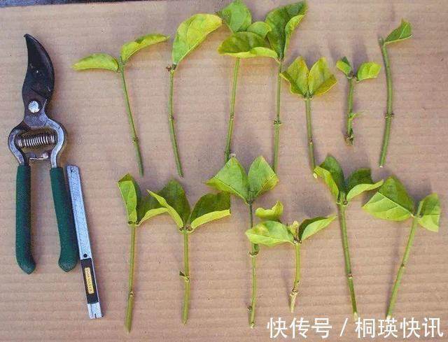 到了秋天，塑料泡沫才是养花“宝贝”，扦插生根快，养花不烂根