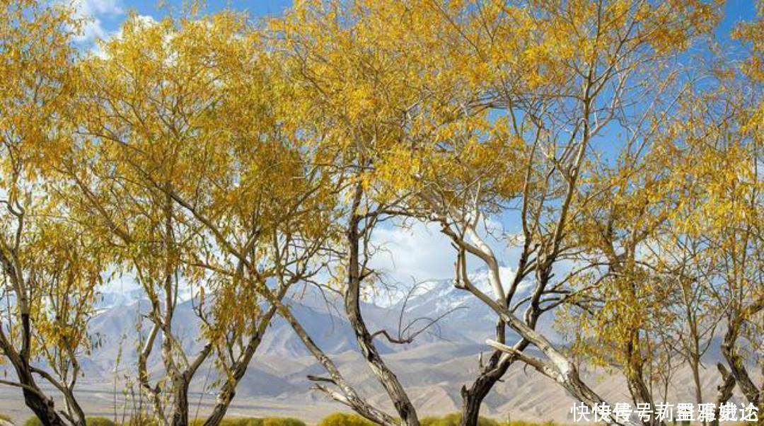 小池|杨万里比较冷门的一首诗,但是同样写得很有趣,值得我们一读再读