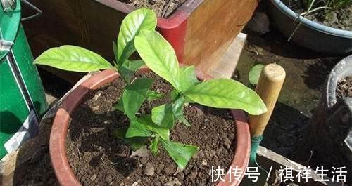 此种肥才是养花万能肥,比淘米水强多了,