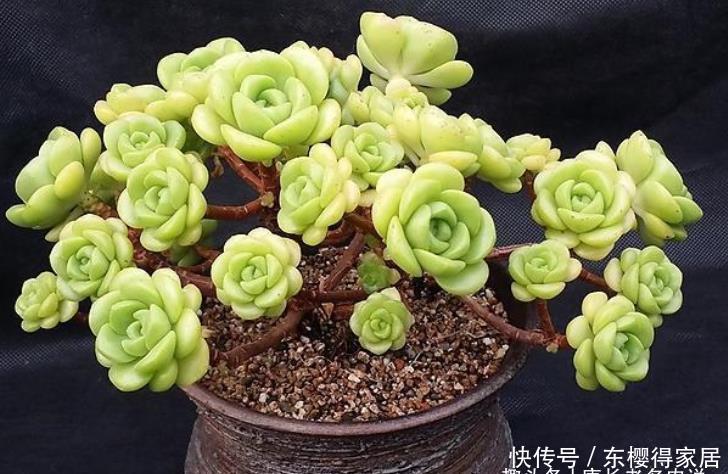 百合丽丽如何过冬？作为法师系多肉它不耐寒，冬季一定要注意防冻
