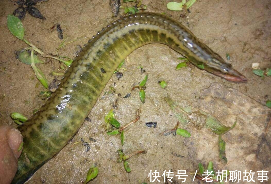 刺鳅|水库泥鳅精！广东水库老乡钓起“巨鳅”，当地人几十年没过了