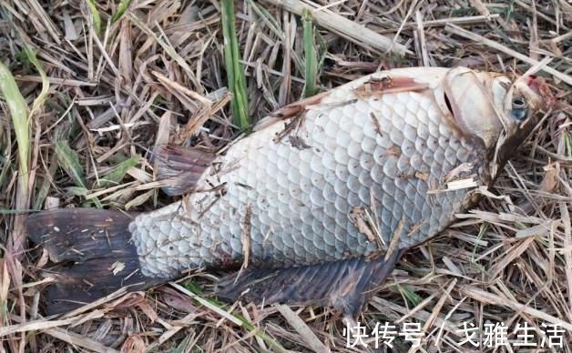 垂钓|钓鲫鱼什么时候用蚯蚓?什么时候用商品饵?看好了,以后别再纠结