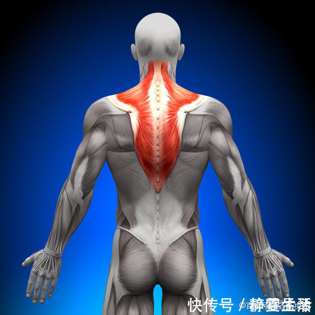 三角肌|增肌打造完美背部,3个动作,增强倒三角,练出“圣诞树”