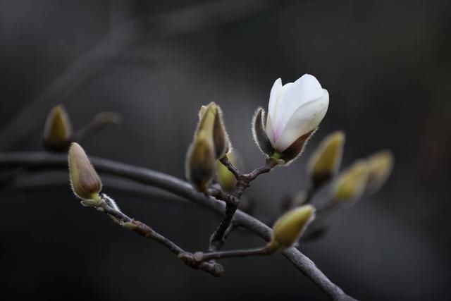 图集｜是春天了！一起听花开的声音