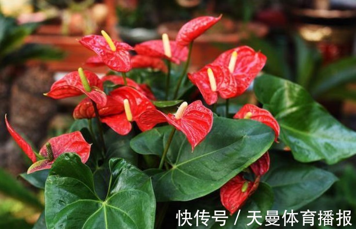红掌|红掌、白掌太难养？这两种养护截然不同，不要当普通绿植去养