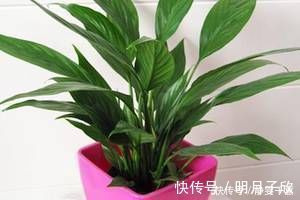 养分|给花换盆后，3件事不能做，不然难服盆，还长不好