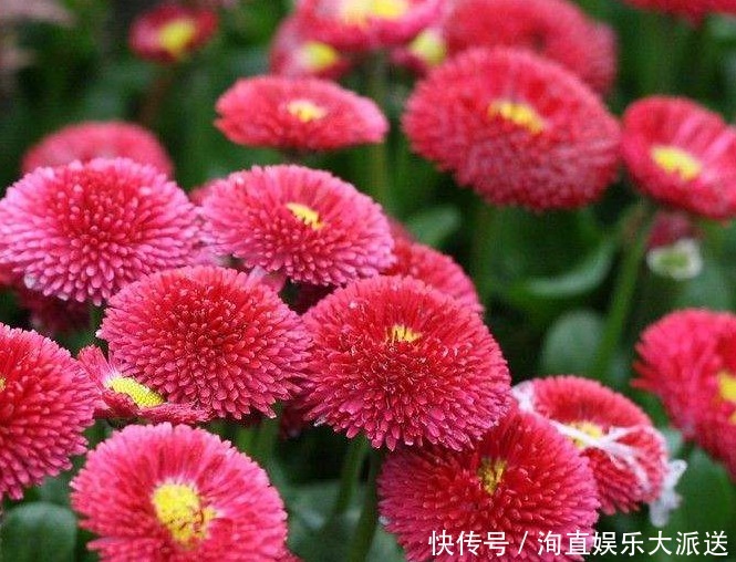 绒球|1种花,开花“似绒球”,比太阳花更好看,好养易活,能开一春夏