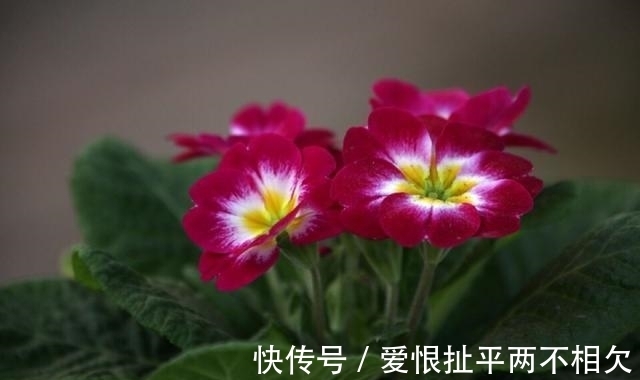自然界中有些植物的“花序”为什么不尽相同,其中有什么秘密?
