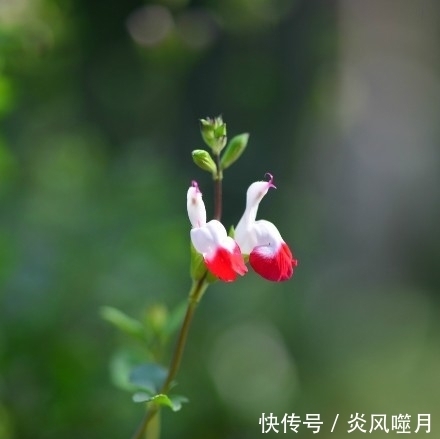 这几种盆栽遇土就活,虫病不染,懂花人都在养,花开满园