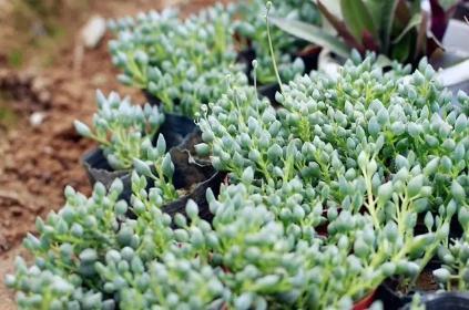 多肉达人手把手教你怎么把肉嘟嘟、圆滚滚的“锦上珠”养爆盆