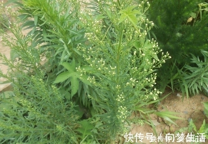 当害草|长在田间地头的野草,被农民当害草,治牛皮癣有奇效,大家认识吗