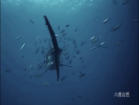 大白鲨 南非拍摄到一条迷人的大白鲨,吸引鱼群帮其去除角质,就像在鱼疗