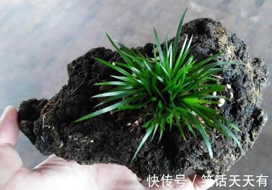 石头养花学2个小方法处理,千金难求!花友谁也舍不得卖