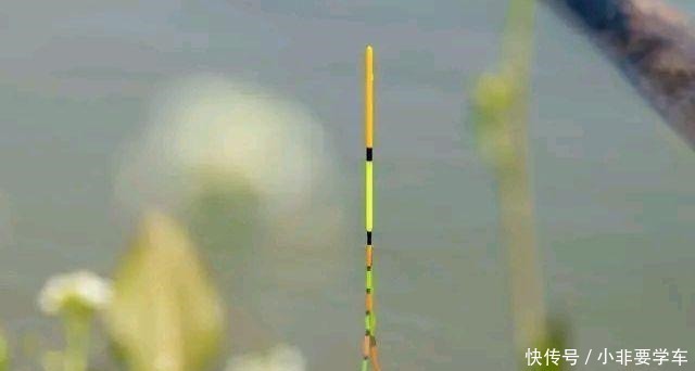 鲫鱼|野钓鲫鱼为何全是送漂,黑漂和钝口很少道理很简单!