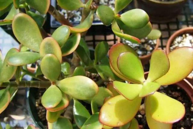 修剪|多肉枝干徒长学会剪一剪,母株变美、枝干扦插成新生幼苗