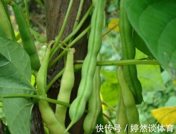 高脂膜|在收获优质豆类时需要注意四点,四季豆健脾化湿,营养又美味