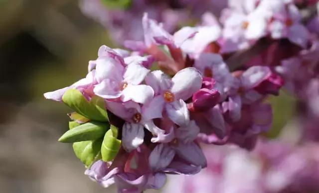 黄桷兰|适合家里养的十种带有香味的花,你家里有吗?