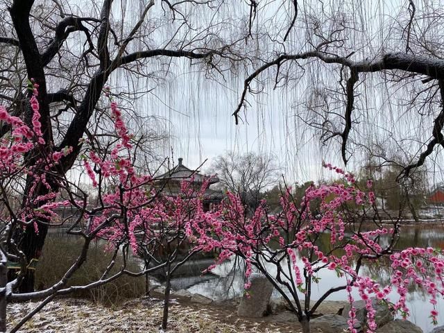 醉东风|2021年第一场雪，圆明园春雪风光