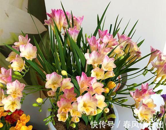 朱顶红|天气转凉,不要错过6种花,全都是喜温凉的“开花小能手”