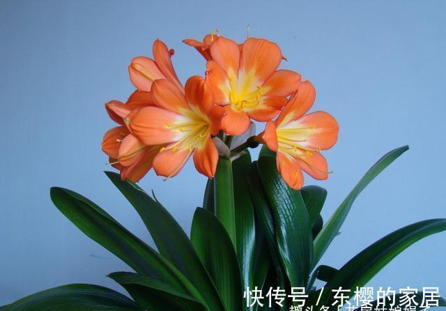 非洲堇|适合秋天养的7种花，好养易活，只要环境合适，爱开花，花期长