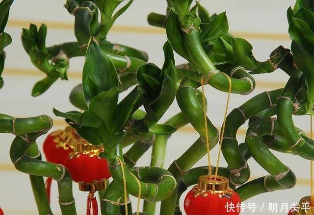 这3种花最爱“吃醋”,1月1斤醋,叶片翠绿“长疯了”